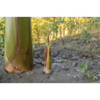 Fresly Banana Plants